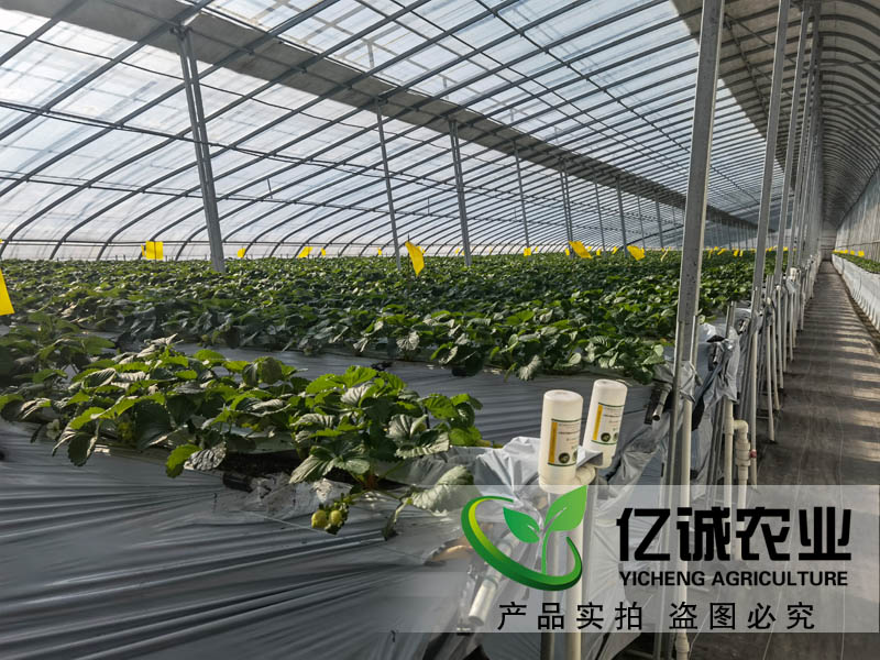 智能溫室大棚承建哪家好？如何種植和管理才能提高，大棚的經(jīng)濟(jì)效益呢？