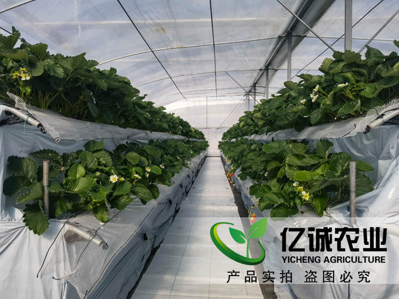 萬(wàn)物的生長(zhǎng)需要陽(yáng)光和溫度的支持 一畝溫室大棚的成本是多少？